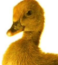 Fuzzy the Duckling
